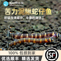 Bitter Clay Loach Fish Small Tropical Fish Tank Clear Residue Fish Poop Pet Living Apart turboworm protein bug killer fish