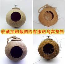  Birds nest hatched eggs sawdust grass woven bird shell bird Pearl bird cage Coconut shell birds nest small shop Hibiscus bird large