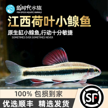Fish era] Xiaozangyu Jiangxi Lotus Leaf Fish Native stream Koizumi Fish Cold Water Fish Tool Fish in addition to Algae Living