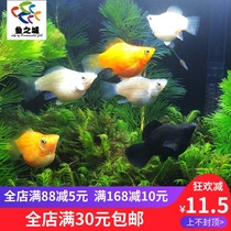 Viviparous fish viviparous fish live Mary Mary ball type Mary fish golden ball silver ball black ball Mary fish live