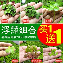 Duckweed Water Grass Belly Ducing Piping Water Lotus Center Ping Sesame Ping Red Multan Green Multan Water Grass Living