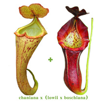 Chens x (Lloyds x Bosch) Nepenthes live seedling exclusive debut Small cordyceps breeding insectivorous plants