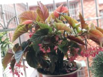 Potted lotus leaf Leaf Bamboo Festival Sea Apple Silver Stars Green Planting Flowers All Season Flowers Tzu Chi Grape Autumn Sea Tang Flower Pot flower pot View Tree