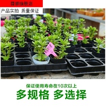 Seedling plate nursery box nursery box 21 points 32 points 50 pots 72 points nutrition bowl flat plate transplanting plate multi-meat