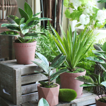  Sicily simulation plant potted rubber leaf free series Green plant home living room desktop bonsai decoration dining table