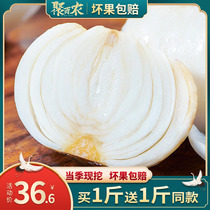 500g small four heads to help farmers Lanzhou fresh sweet Lily edible non-dry authentic boutique vacuum packaging