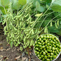 Vegetable edamame seeds large grains large pods soybeans fresh green beans early maturity high yield farm spring vegetable seeds