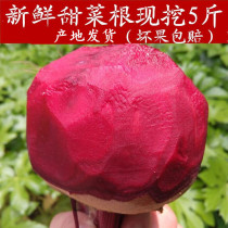 Now dig 5 pounds of Yishun Kang fresh beetroot seaweed head red beet red beet beet head vegetable agricultural products