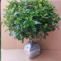 Household snake repellent plant grass courtyard outdoor potted Cassia kill snake anti-snake flower snake kill door four seasons special