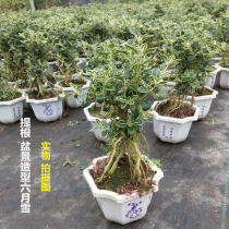 Tigan June Snow small bonsai Old pile Phnom Penh June Snow small fry indoor living room plant potted tree pile bonsai