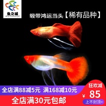 Fish City Peacock fish satin with Hung Express When the head pure breeds surrogates the peacock fish fry for the head boutique