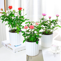 Potted flowering plant flower seedlings indoor Four Seasons flowering plant with flower bud flower potted rose