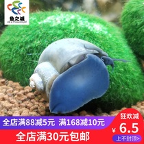 Watch Spirolean Ornamental Snail Fresh Water Clean Ivory Blue Snails Large Size Ivory Blue Snail Fresh Water Clean