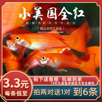 Fish era] US full red rehearsals-level peacock fish tropical small freshwater ornamental fish with small fish paparazzi living