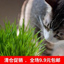 Green food flower fairy seed cat grass flower garden seed wheat grass 200 juice edible