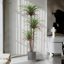 The Silent Wind Emulation Green Plant Tequila Potted Dragon Blood Tree Silk Lan Tree Fake Plant Living Room TV Background Wall Decoration