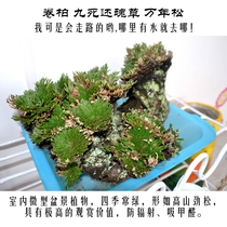 Selaginella Nine Dead Soul Perennial Pine Moss Micro Landscape Desktop Potted Fern Radiation Protection Green Plant