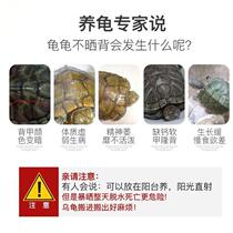 Turtle sun back lamp heating heat preservation ub ua sun lamp calcium supplement heating turtle bulb full spectrum