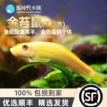 Fish era] Golden Tweed in addition to algae clearing cylinder tool fish Eating the green gold Taverine fish clean benthic living frescoff