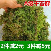 Natural fresh dried moss Phalaenopsis Clivia Clivia Dendrobium prey on grass nutrient soil water Moss turtle hibernation