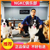 15 days of dog school boarding behavior Habitual Training Fuzhou Training Dog Training Dog Generation Dog Heart Language Club