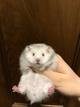 Domestic Sterling Silver Silver Silver long hair golden silk bear cute living life can be selected