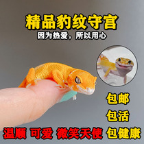BAO WEN guardian living larva lizard living net red adorable pet entry-level climbing pet docile can be fed by hobbies