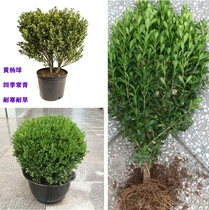 Potted small leafy melon seeds yellow Yang Miao winter Qingmiao Seasons evergreen and drought-resistant cold courtyard Green fence fence Fence Sapling