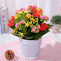  Longevity flower pot planting double-petal flower seedlings with buds Large flower plants Indoor green plants four seasons flowering longevity flower old pile