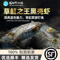 Quality black shell shrimp aquarium except algae fresh water straw cylinder except moss algae cleaning tool ornamental grass rice shrimp pet living body