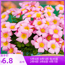 Large Forest Male Vinegar Pulp Grass Seed Balls Imported Balls Root Seed balcony potted plants prone to bursting pots for many years raw and cold-resistant flowers