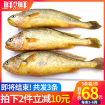 Zhoushan fresh yellow croaker deep-water large yellow croaker sea fish Ningbo seafood aquatic ecological yellow croaker fresh fish frozen