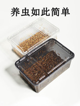 Feed bird live worm bakery worm worm drew brow bird feed nutritional bird food yellow meal