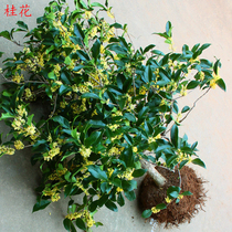 Four seasons sweet-scented osmanthus saplings potted plants garden golden and sweet-scented flower plants Indoor