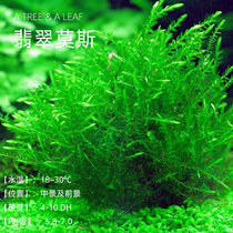 Fish age] Emerald Moss Landscape Waterweed with Foreground Shrimp Vat Grass cylinders Landscape Moss Moss Ultra oh