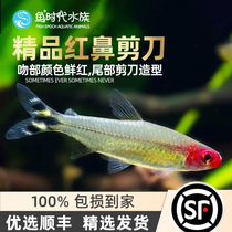 Fish Age] Red Nose Scissors Tropical Fresh Water Ornamental Fish Red Nose Fish Small Water Grass Vat Group Tours Fish Live
