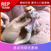 BAO WEN Gonggong sub-adult larvae small pet lizard gecko entry-level docile Cute novice captivity