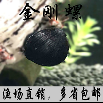 Black diamond snail grass cylinder algae removal assistant Ornamental snail Black Army cap snail cleaning tool snail Tropical living black killer snail