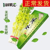 (Normal hair)Pingdu Majiagou celery 2kg fine large leaf yellow celery tender core fresh vegetables 4 pounds
