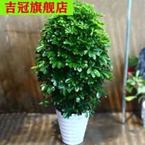 Four Seasons Evergreen Eight Fang Lai Cai Fortune Happiness Tree Money Tree Indoor Balcony Desktop Green Plant Potted Flowers 20