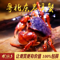 Northern Guangdong Lime Rock Creek Crab Ornamental Crab Freshwater Pet Crab Cold Water Stream Crab Guangdong Lime Rock Northern Guangdong Red Crab Live