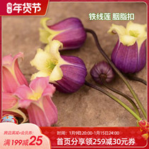Clematis summer Bell series Hongyue Rouge buckle Wang Mengyu single leaf iron bell iron climbing vine plant flower seedlings