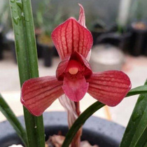 Junjun Lanyuan orchid seedlings potted good delivery spring orchid long red leakage wind leakage rain natural cultivation red grass orchid