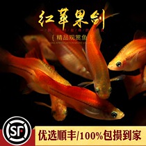 Red Apple swordfish viviparous fish tropical ornamental fish black Mary Moonlight fish red rice red White Sword green swordfish live