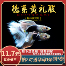 Fish Age] German yellow dress purebred boutique yellow dress guppies ivory white small viviparous fish live
