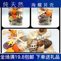 Natural Sea Snail Sea Star Shells Suit Children Toy Kop Fish Tank Decorated with Souvenir Gifts