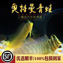 Ottman Frog Fish Spotted Shoulder Gills ST. HEUBERT NATIVE COLD WATER FISH WIDE SALT SEA WATER DESALINATION VARIETY LIVING BODY