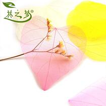 Love heart-shaped veins leaves real leaves specimens dried flowers diy greeting cards bookmarks window lighting flower materials