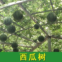 Watermelon tree saplings Watermelon tree seeds potted tree Watermelon Watermelon seeds high yield sweet early ripening four seasons sowing