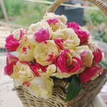 Shrubs monsoon moon cut flowers four seasons big flowers balcony courtyard two-color rose potted fragrant flowering